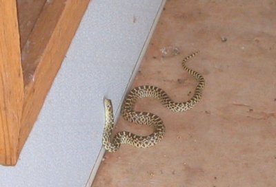 a potty-trained snake? what's next?!
