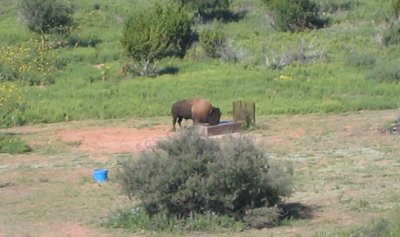 lone bison