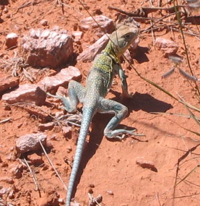 eastern collared lizard