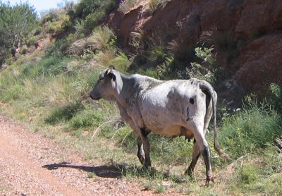 KILLER COW!!!!