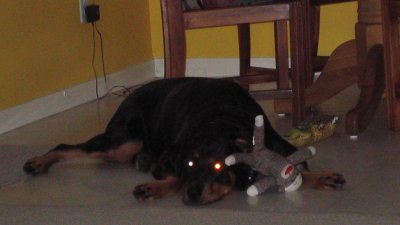 porschea with her monkey