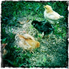 CHICKENS!!!!!